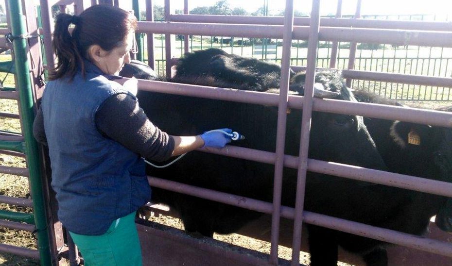 La Junta destina más de un millón de euros a la compra y distribución de vacunas frente a la lengua azul