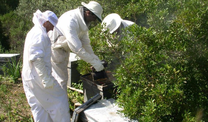 Agricultura destina casi 9,3 millones de euros a ayudas agroambientales para el sector apícola