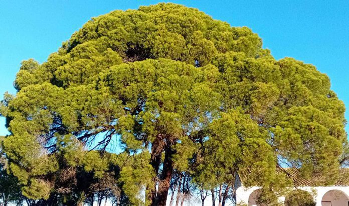La Junta evalúa por segunda vez el estado de conservación del pino centenario de Fuentepiña