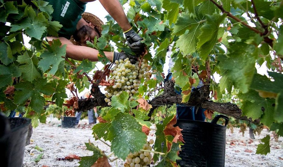 La Junta destina 130 millones para consolidar a jóvenes agricultores como titulares de explotaciones