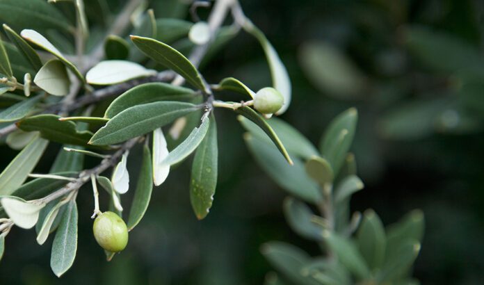 Andalucía, líder en exportaciones agroalimentarias: récord de 8.903 millones y subida del 14% hasta junio