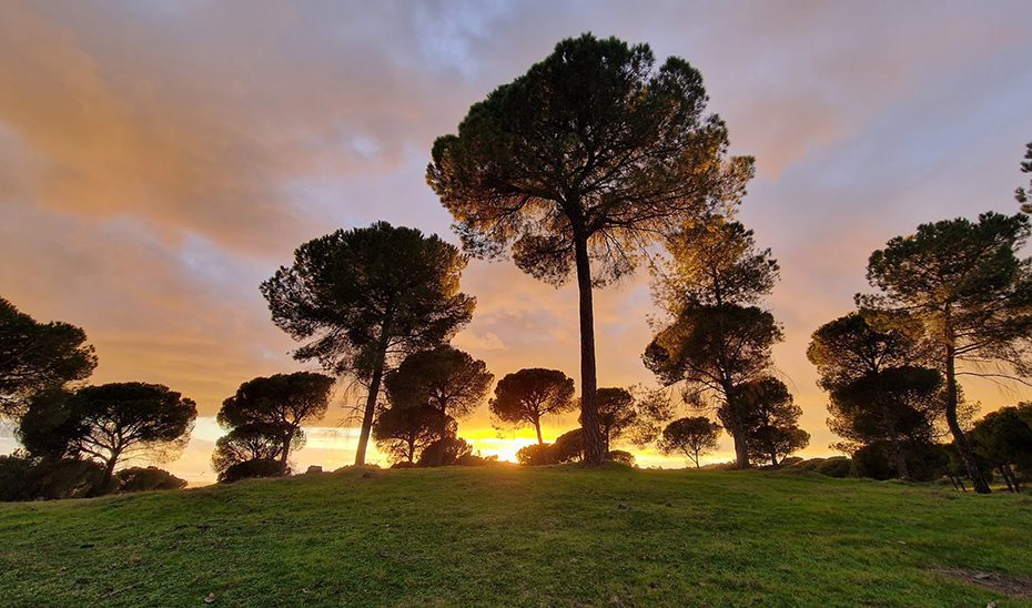 La Junta impulsa el aprovechamiento de la biomasa en los montes como fuente de energía renovable