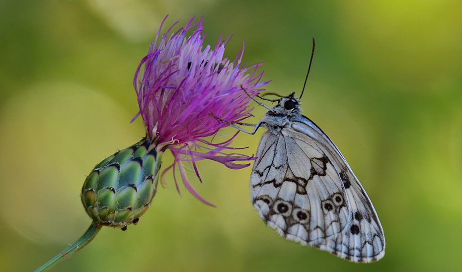 Las mariposas de la Sierra de Huétor, testigos excepcionales del impacto del cambio climático