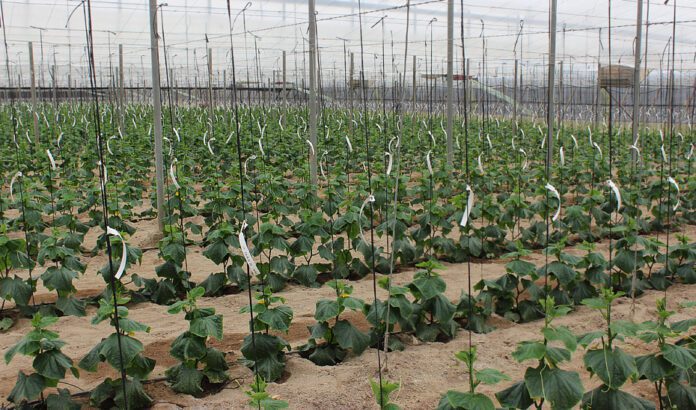 La Junta respalda la mejora de las explotaciones de invernadero con cerca de 20 millones en ayudas