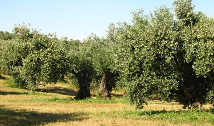 La Junta destina 700.000 euros en ayudas para certámenes y jornadas técnicas agroganaderas