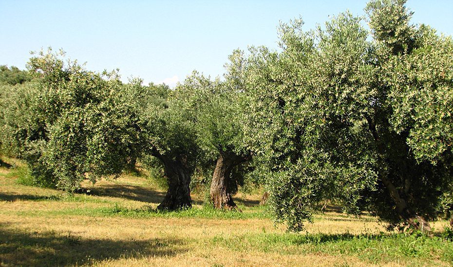 La Junta destina 700.000 euros en ayudas para certámenes y jornadas técnicas agroganaderas