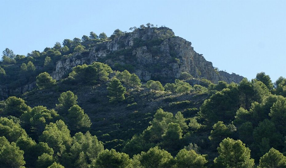 La nueva Ley de Montes de Andalucía genera amplias expectativas en el sector forestal nacional