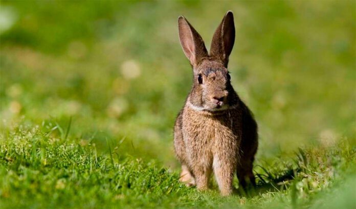 Andalucía lidera la recuperación del conejo de monte e impulsa acciones para mitigar los daños agrícolas