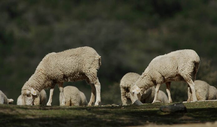 Andalucía aplica en dos semanas más de 100.000 dosis de vacunas frente a la ‘lengua azul’