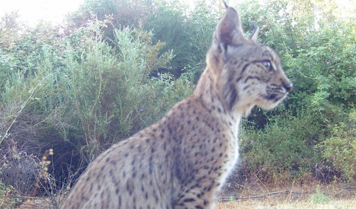 Veenita, el lince onubense criado en Jaén socializa favorablemente con Mina y su cachorro