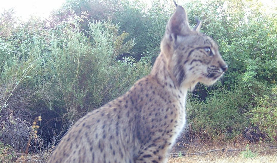 Veenita, el lince onubense criado en Jaén socializa favorablemente con Mina y su cachorro