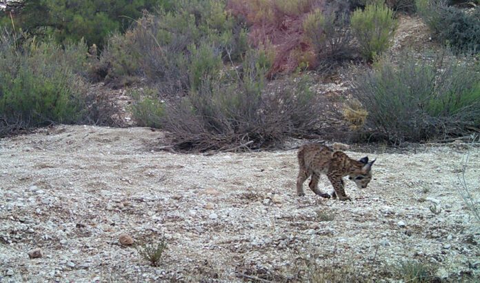 Nacen los dos primeros cachorros de lince ibérico en el Área de Reintroducción de Sierra Arana en Granada