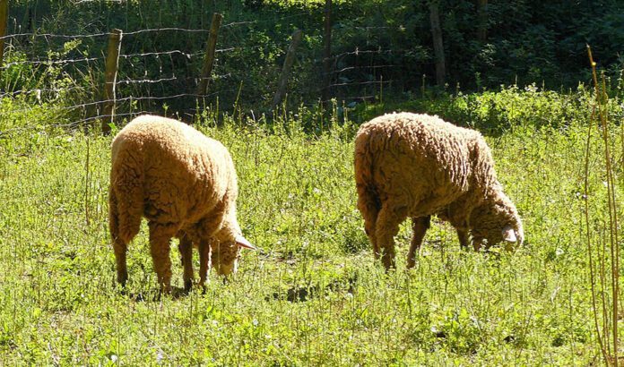 Entregadas 820.000 vacunas a los veterinarios frente a los 32 focos de lengua azul en Andalucía
