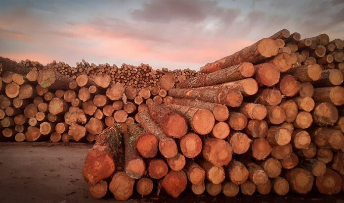 La Junta promueve una gestión forestal activa y la construcción con madera de origen andaluz