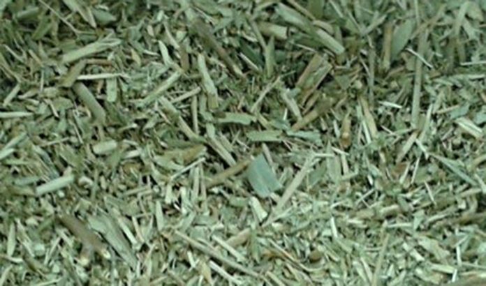 Andalucía demuestra la rentabilidad económica y ambiental del método que logra antioxidantes de las hojas del olivo