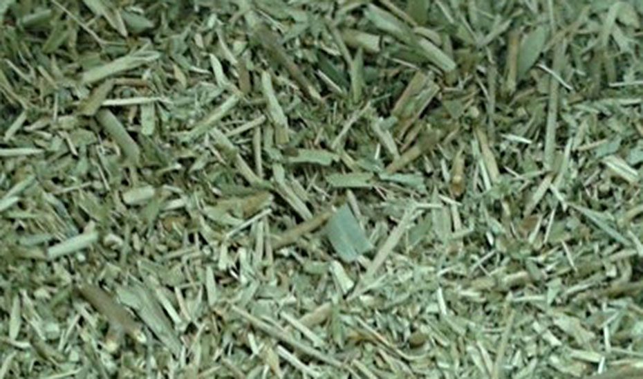 Andalucía demuestra la rentabilidad económica y ambiental del método que logra antioxidantes de las hojas del olivo