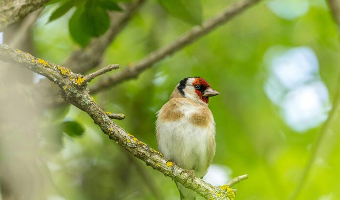 El estudio de las aves fringílidas y su cría en cautividad, un avance para garantizar la viabilidad del silvestrismo