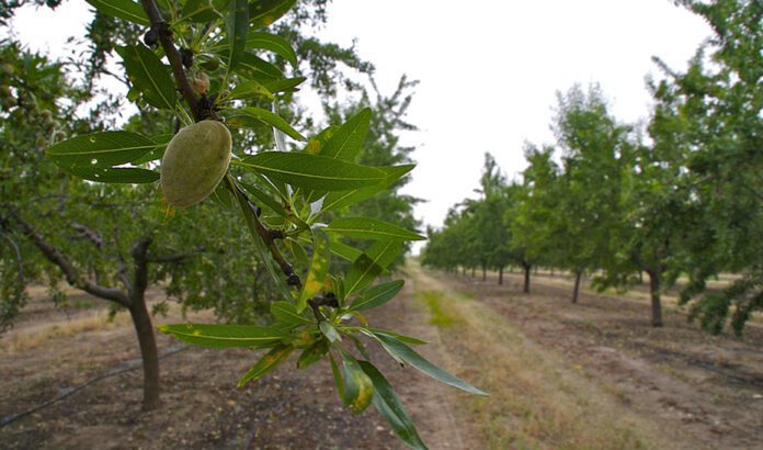 Destinados 7 millones a 9.000 explotaciones agrarias de 89 municipios afectados por la sequía extrema