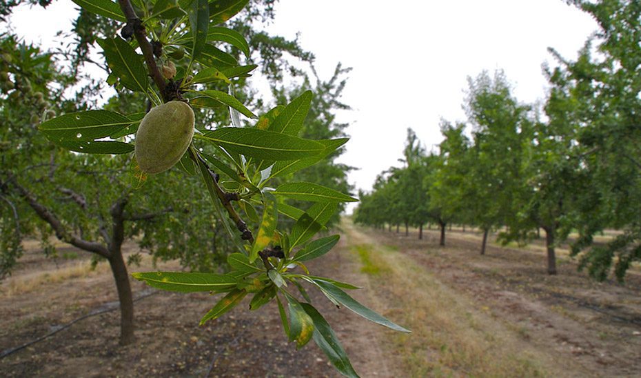 Destinados 7 millones a 9.000 explotaciones agrarias de 89 municipios afectados por la sequía extrema