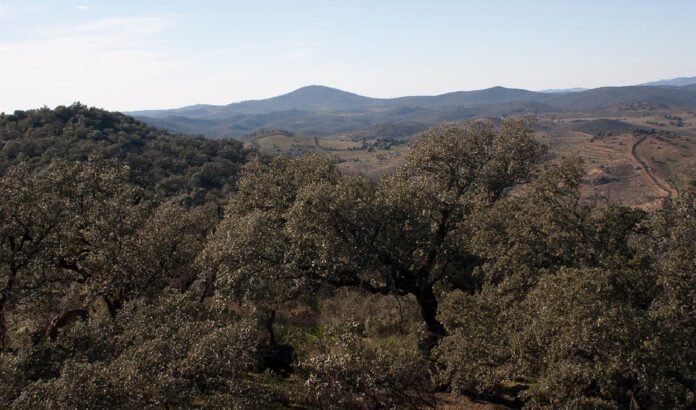 La Junta impulsa subvenciones para prevenir incendios y una gestión forestal sostenible