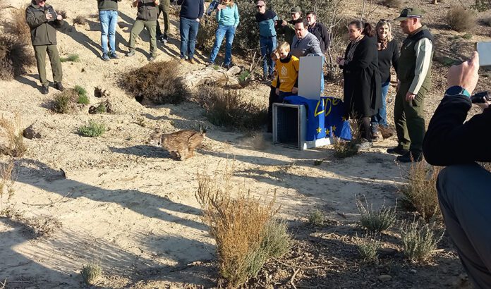 Andalucía y la Región de Murcia promueven una nueva área de presencia para el lince ibérico en Sierra María, Almería