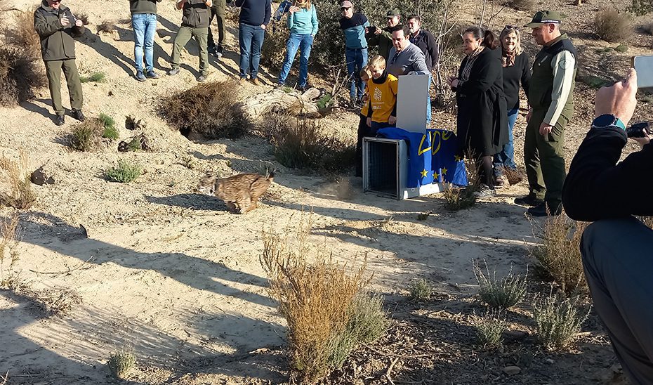 Andalucía y la Región de Murcia promueven una nueva área de presencia para el lince ibérico en Sierra María, Almería