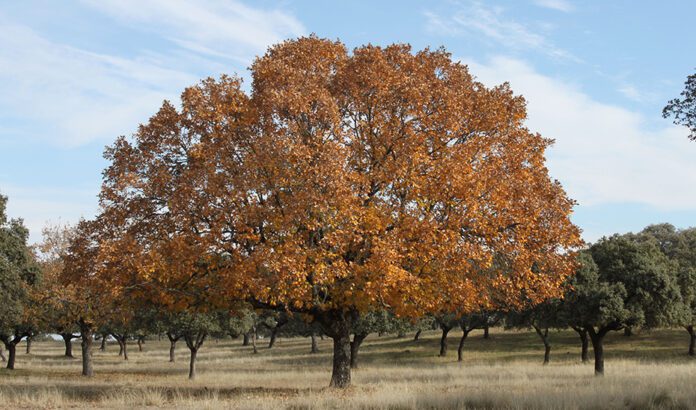 El bosque que crea futuro: la gestión sostenible del Parque Natural Sierra de Cardeña y Montoro
