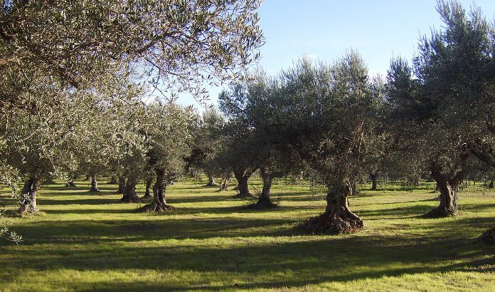Científicos andaluces aplican una técnica que ahorra tiempo y costes para crear abono a partir del alperujo