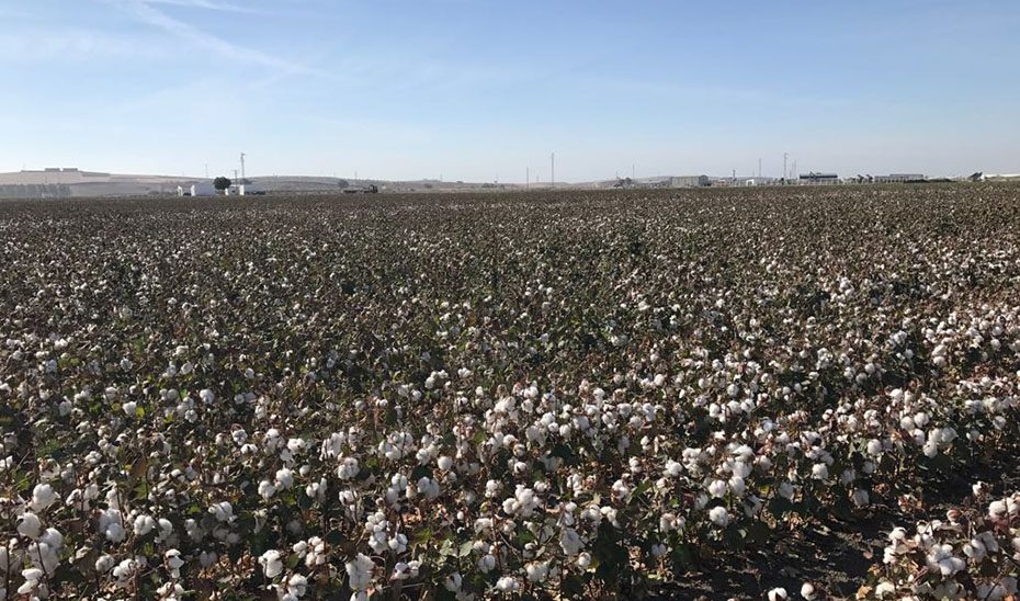 La Junta incentiva la contratación de seguros agrarios con 18,4 millones de euros en ayudas