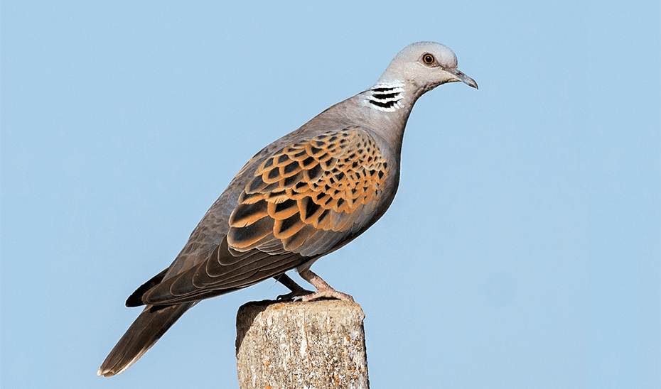 Andalucía consigue un tercio de los cupos de caza de la tórtola europea para la temporada 2025-2026