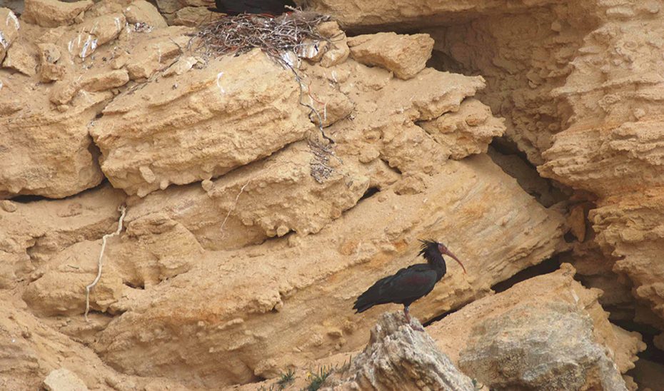 Andalucía, referente internacional en la conservación del ibis eremita, con 300 ejemplares y 39 parejas