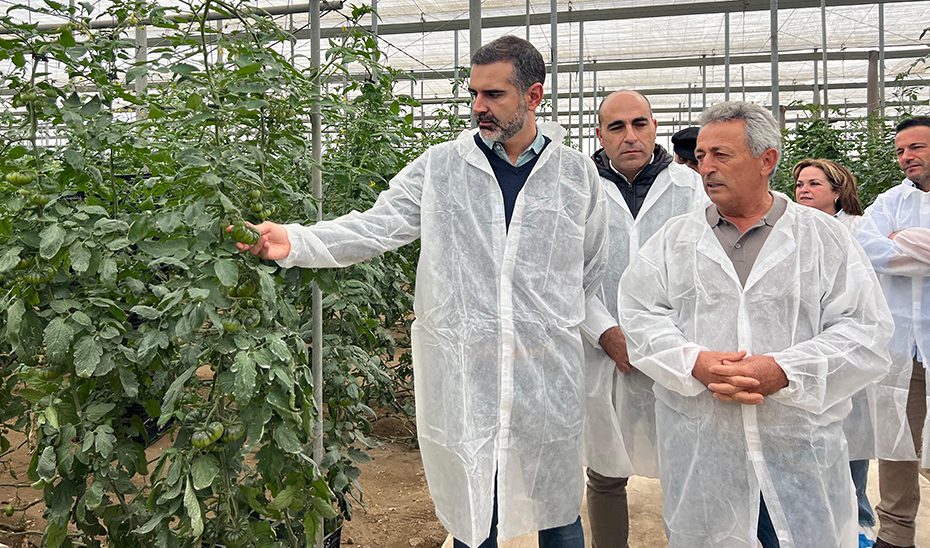 La exportación de tomate almeriense alcanza 111.773 toneladas y 194 millones de euros de septiembre a diciembre