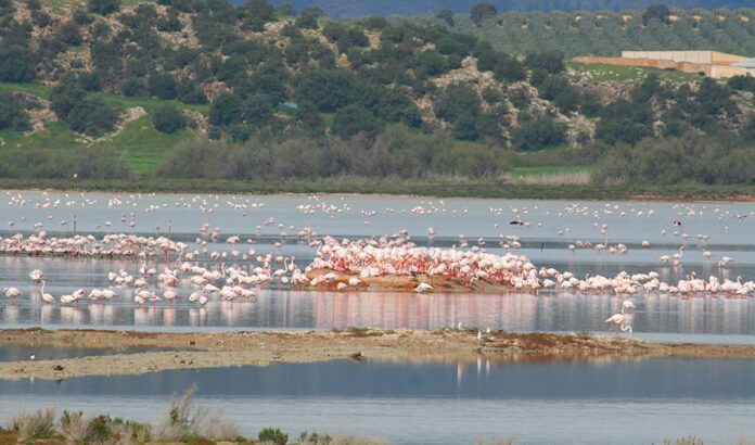 Las lluvias de marzo permiten la instalación de la colonia de flamencos en la Laguna de Fuente de Piedra
