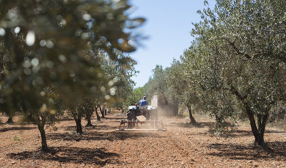 Andalucía vota a favor de las modificaciones del PEPAC para que agricultores y ganaderos cobren las ayudas