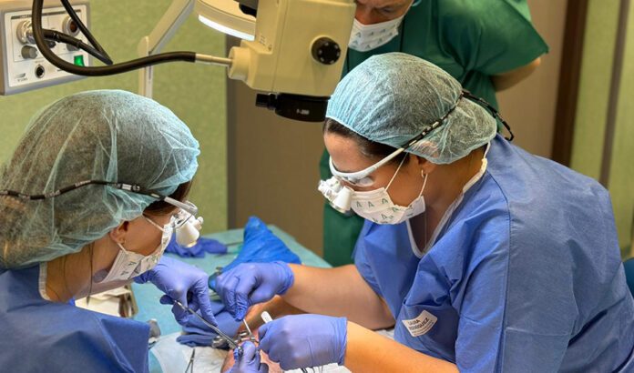 El centro de simulación clínica reúne a especialistas para entrenar técnicas de microcirugía nerviosa