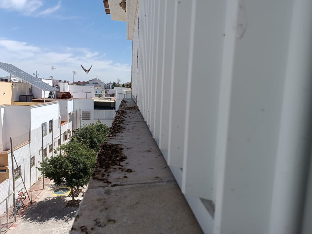 El PP denuncia el cierre de aulas en el CEIP Guadalquivir por excrementos de aves