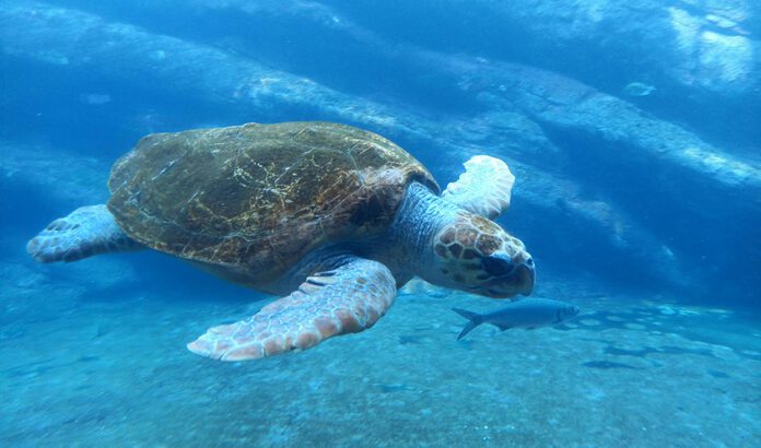 Certificado un nuevo anidamiento de tortuga boba en la playa de Mojácar, el quinto en Almería desde 2001