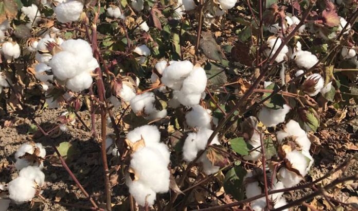 La Junta abona más de 10,6 millones en ayudas al cultivo sostenible del algodón y la remolacha
