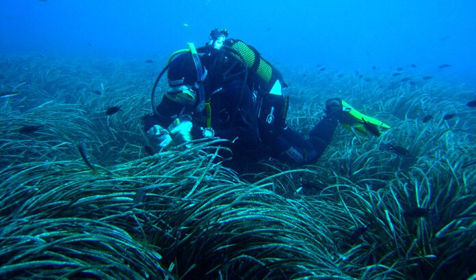Andalucía, Valencia, Murcia y Baleares impulsan la gobernanza compartida para conservar la Posidonia