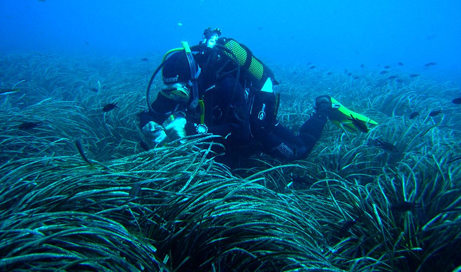Andalucía, Valencia, Murcia y Baleares impulsan la gobernanza compartida para conservar la Posidonia