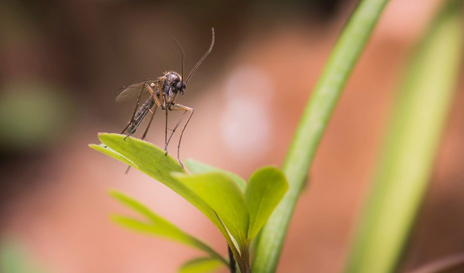 Salud refuerza el plan para reducir la densidad de los mosquitos portadores de virus del Nilo en Sevilla