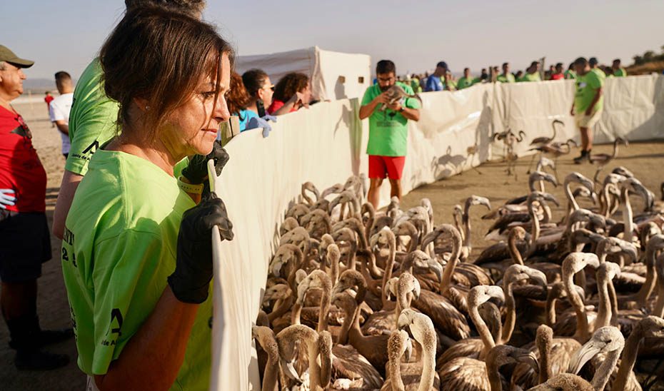 La Junta anilla 600 pollos de flamenco en la Laguna de Fuente de Piedra en la campaña de 2025