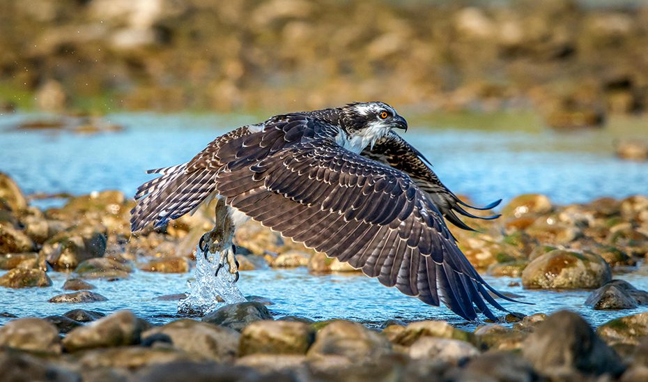 La Reserva de la Biosfera Marismas del Odiel se consolida como el paraíso del águila pescadora en España