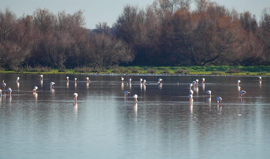 La Junta inicia las ayudas complementarias a la renaturalización agraria y forestal en Doñana
