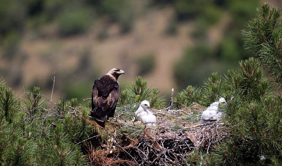 1728042197001aguilaimperialcriasest.jpg La población nidificante de águila imperial supera de nuevo su máximo histórico en Andalucía