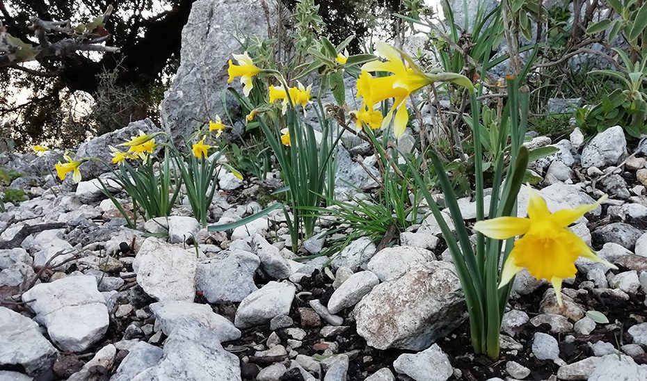 La Sierra de Líjar amplía su riqueza botánica con una nueva población de narciso trompetero