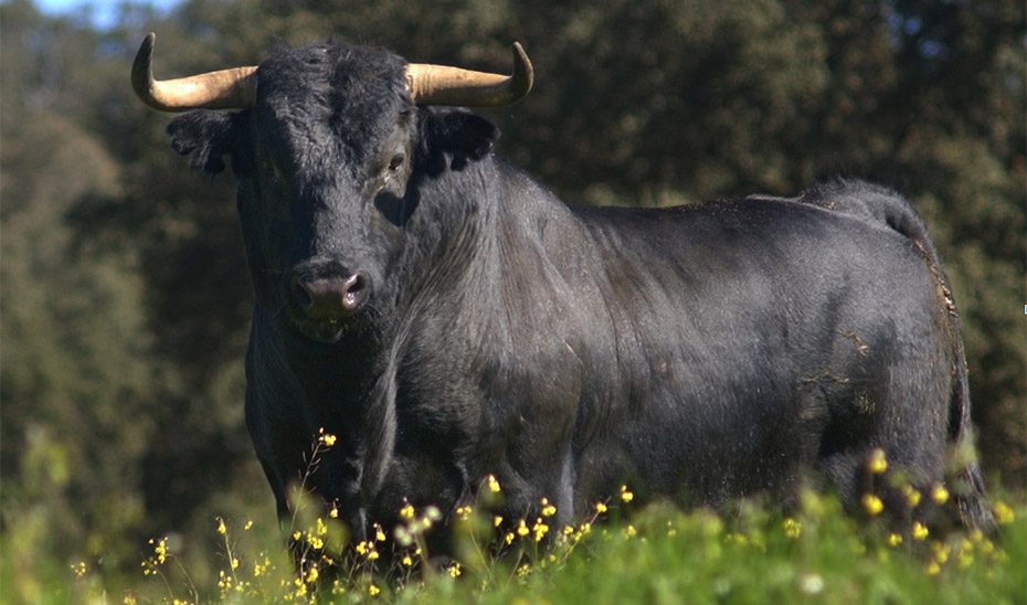 El Consejo de Gobierno aprueba el nuevo Reglamento Taurino de Andalucía