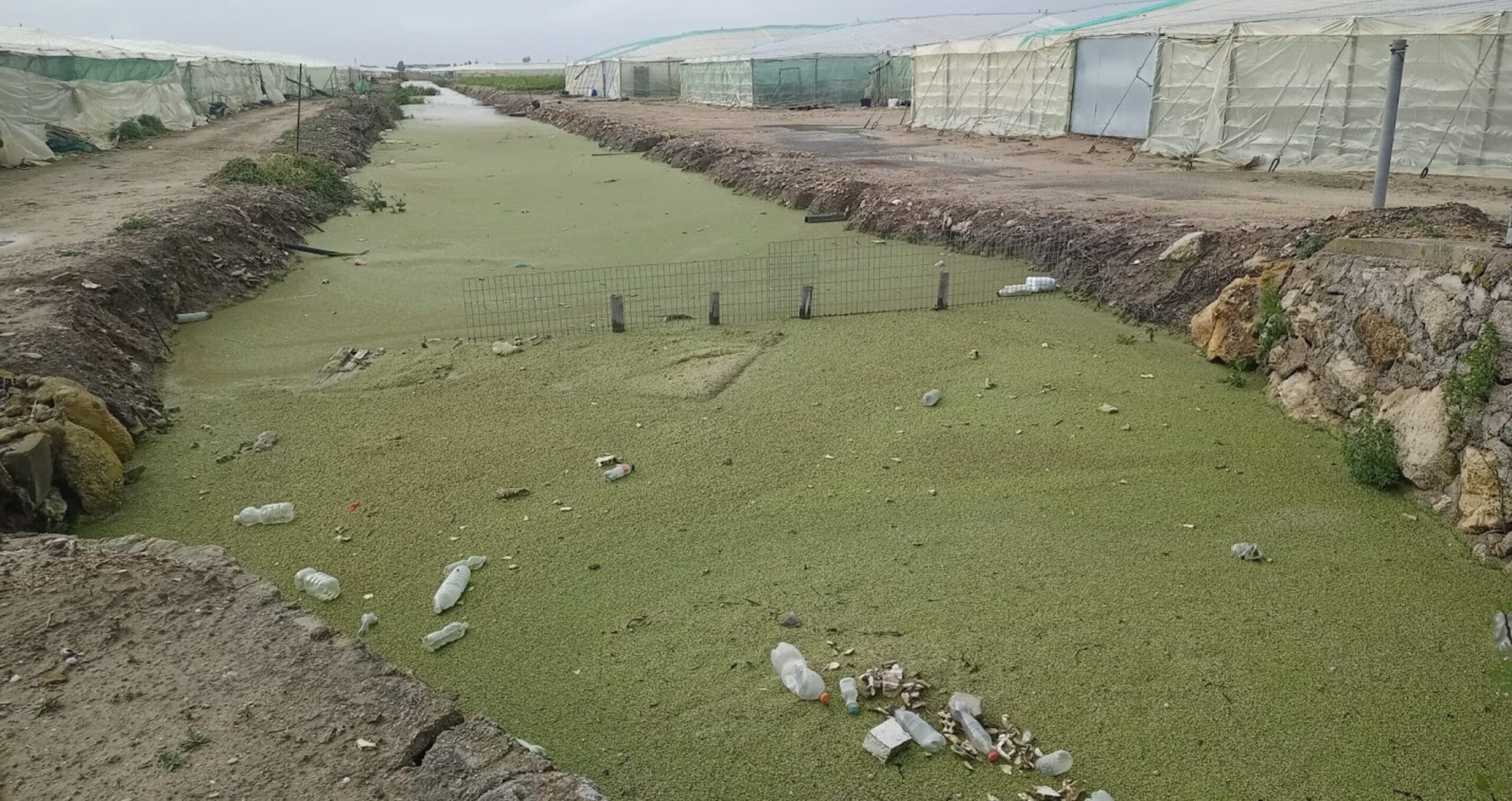 Ecologistas en Acción reitera la necesidad de reinundar las marismas de Los Prados para proteger la agricultura de La Algaida