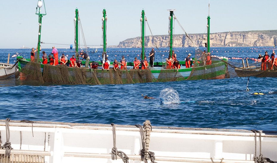 1744371349484atunrojoalmadrabacadiz-2520estandar.jpg La Junta reclama al Gobierno una “solución urgente” a la huelga de inspectores de pesca