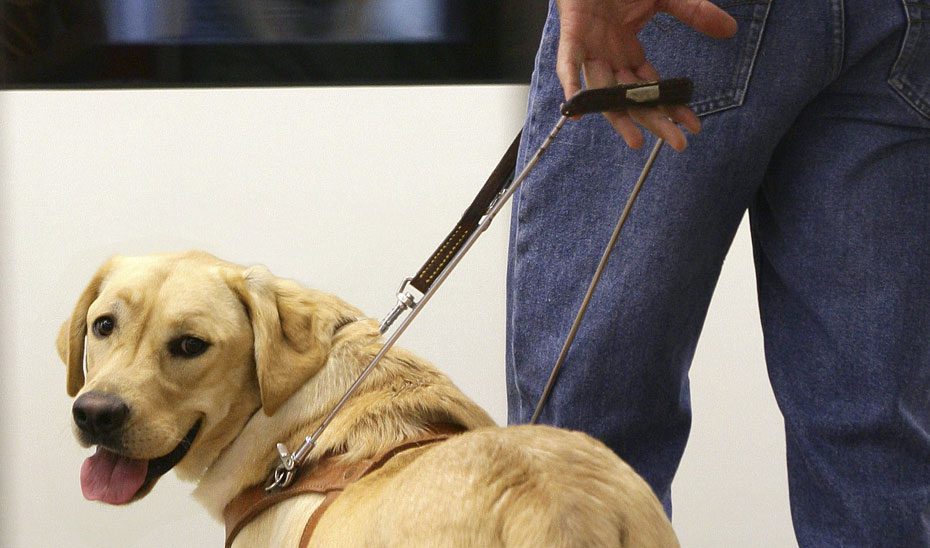 Aprobado el decreto que regula el reconocimiento y registro de perros de asistencia en Andalucía